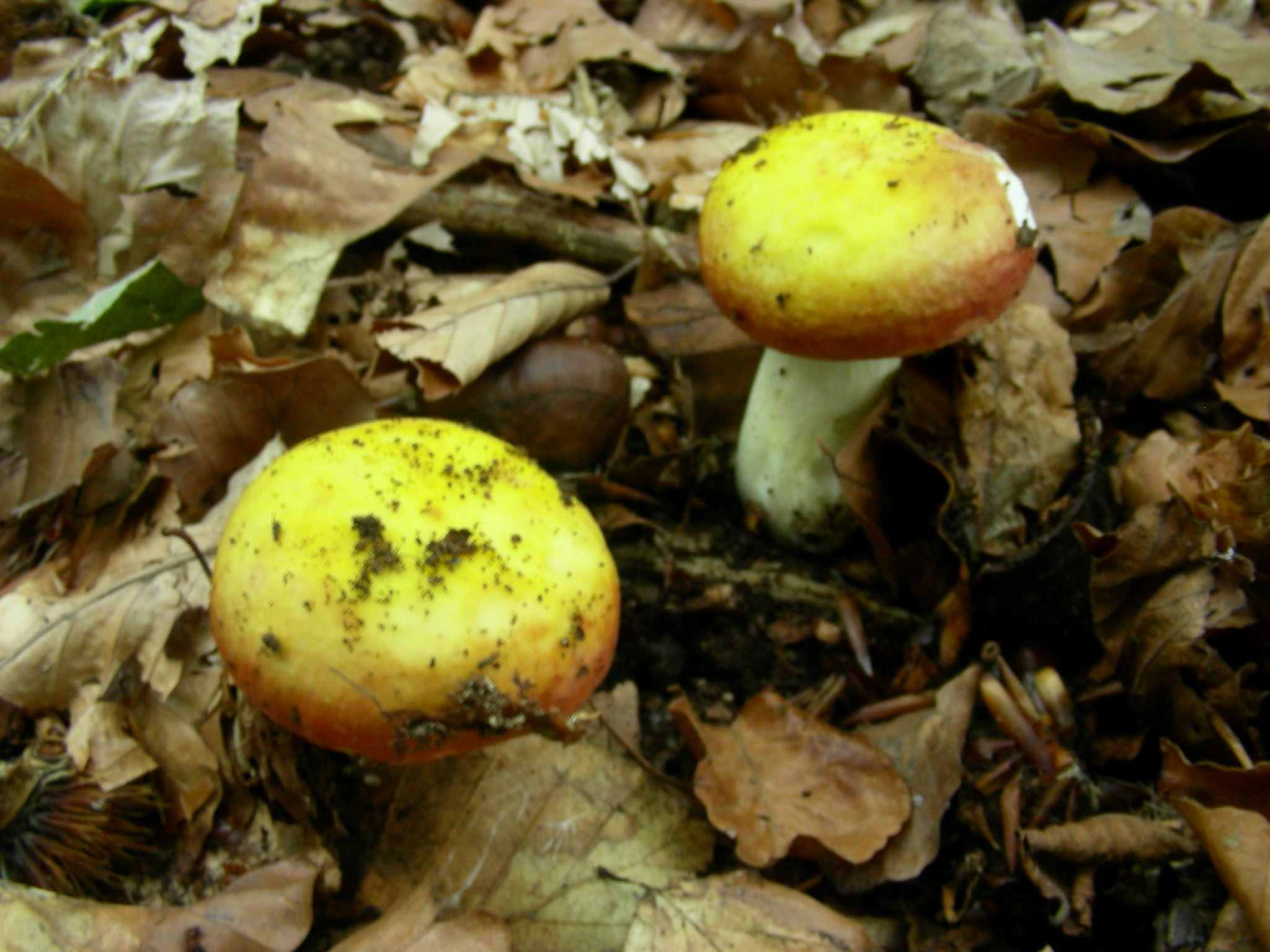 2041 Giugno vecchio ritrovamento